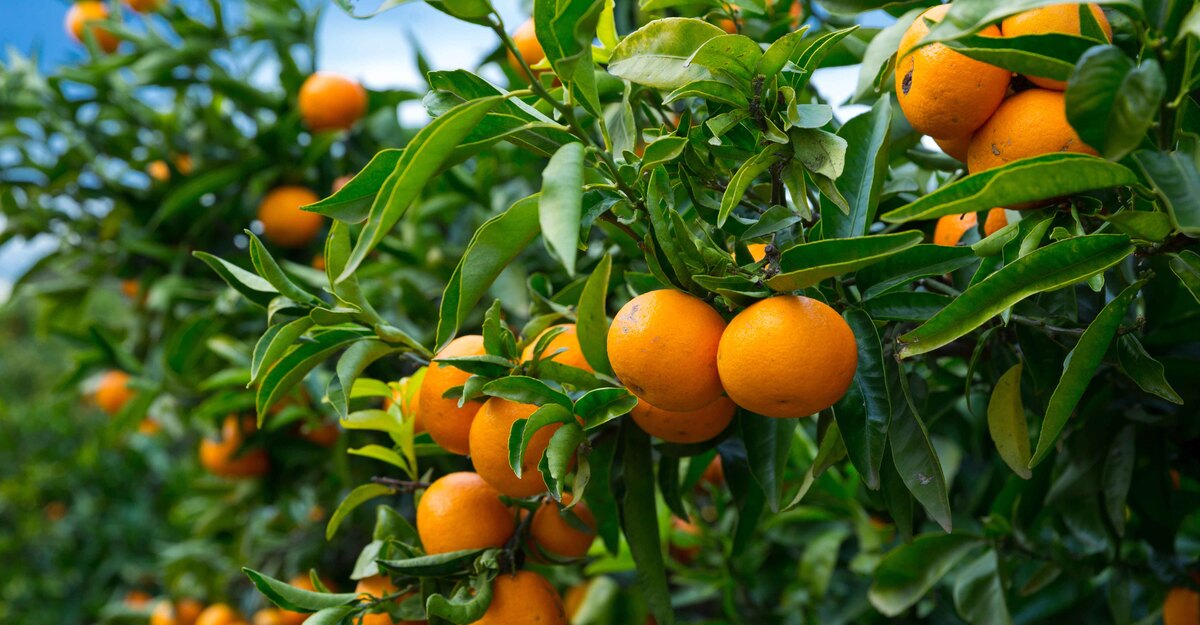 Una pianta di mandarini