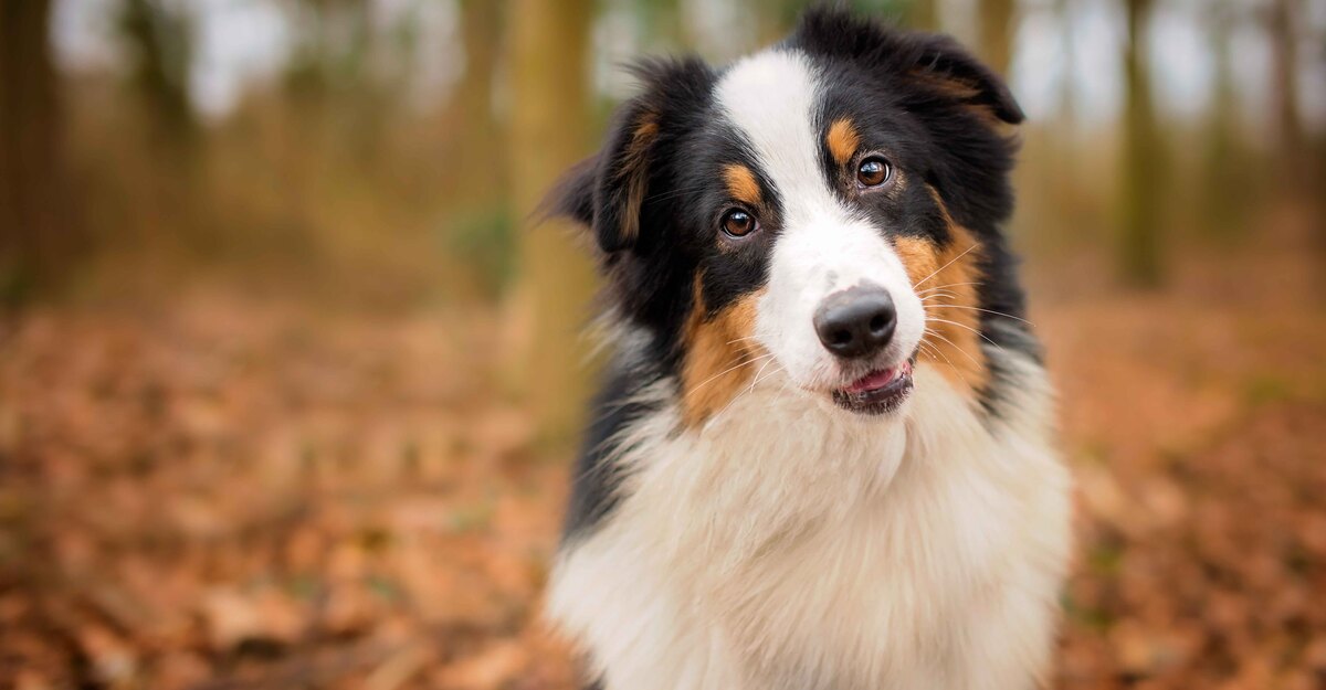 Primo piano di un cane