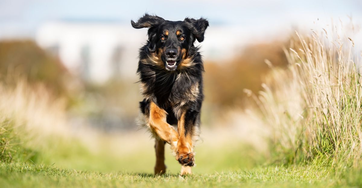 cane di razza hovawart che corre