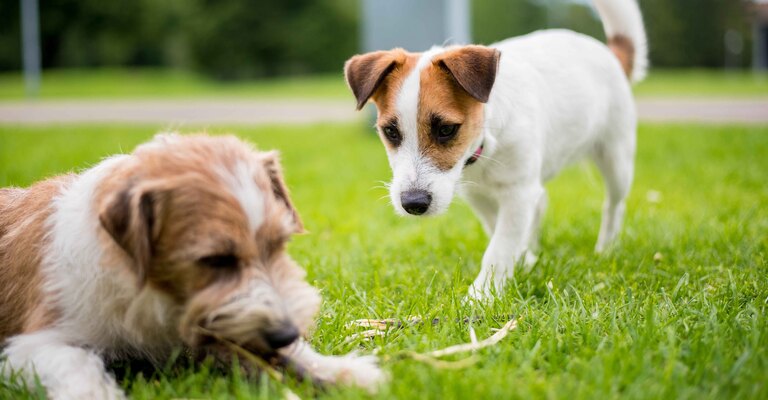 Due cani giocano nel prato