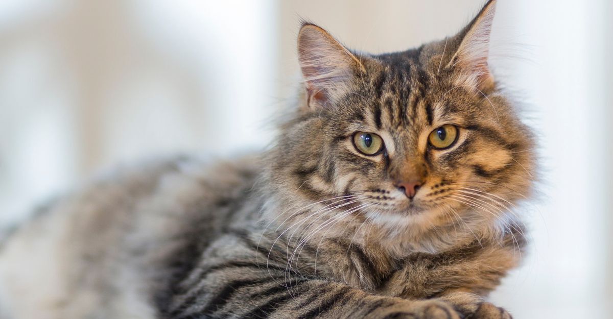 gatto-che-guarda