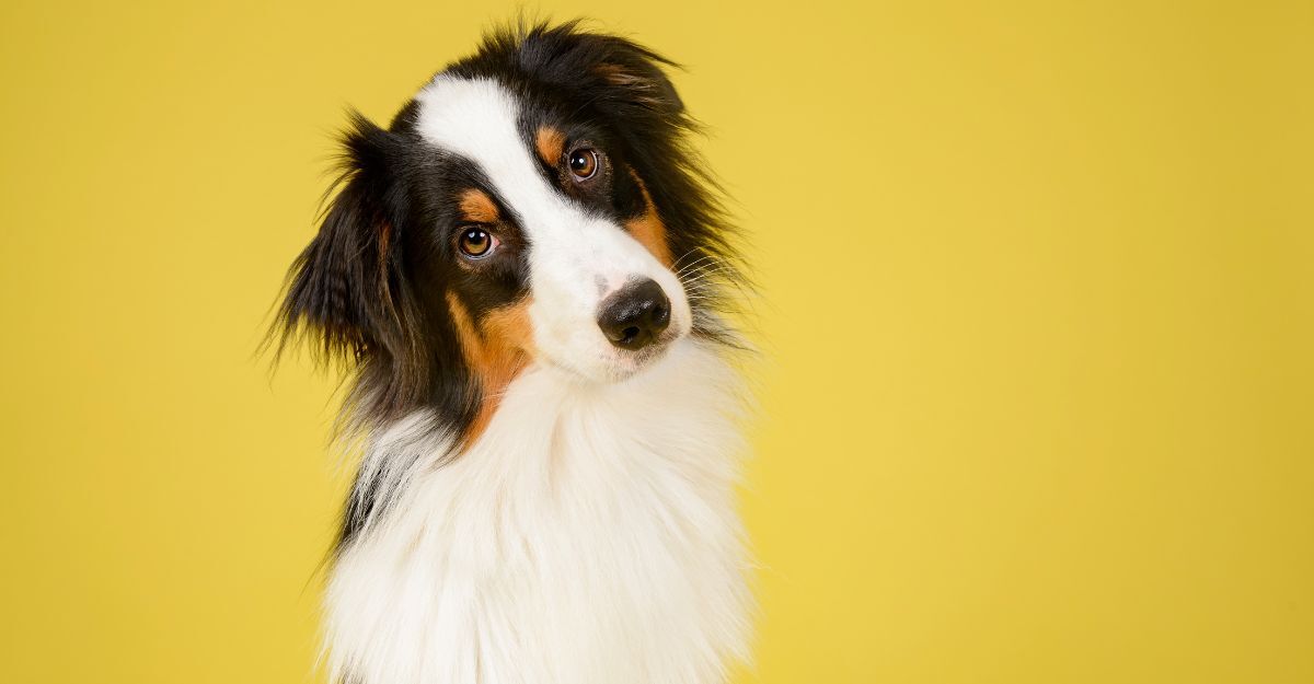 cane-su-sfondo-giallo