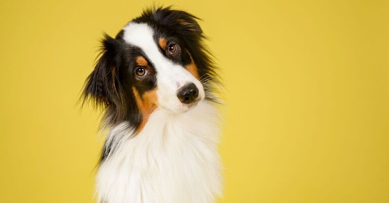 cane-su-sfondo-giallo