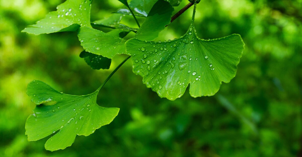 Delle foglie di Ginkgo biloba
