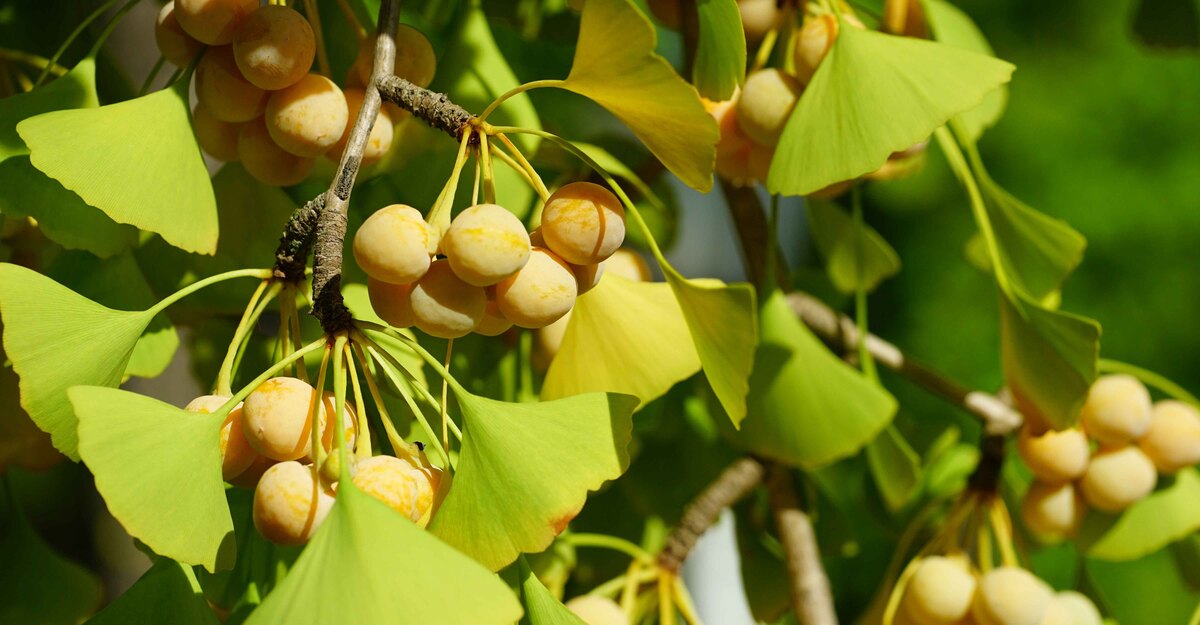 Una pianta di Ginkgo Biloba