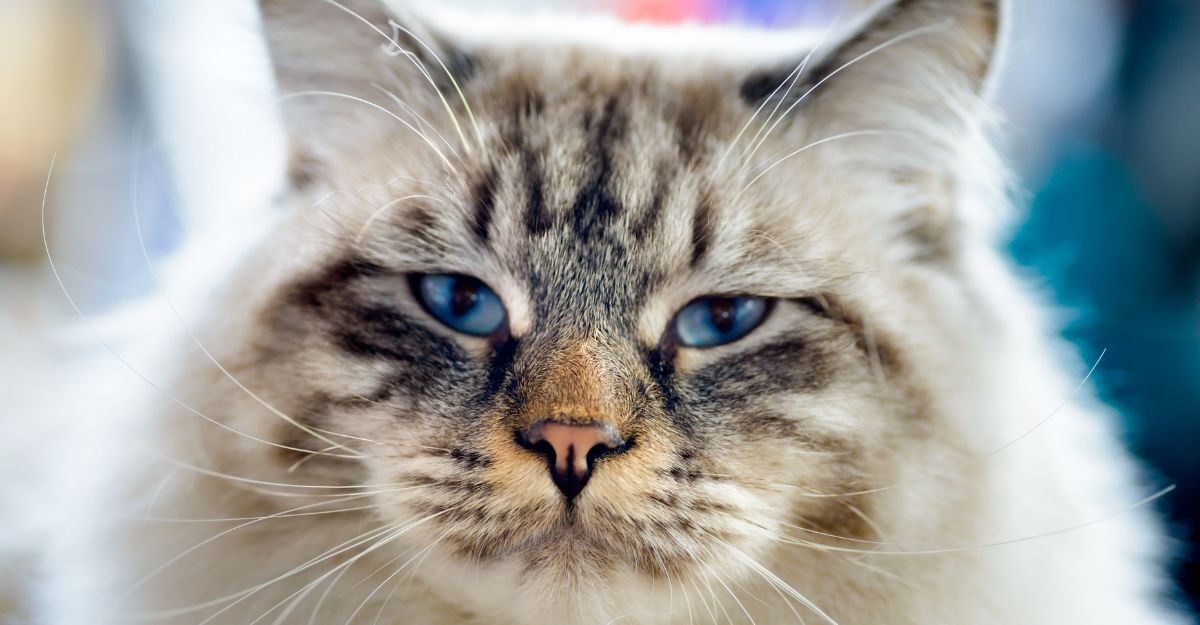 gatto di razza ragamuffin