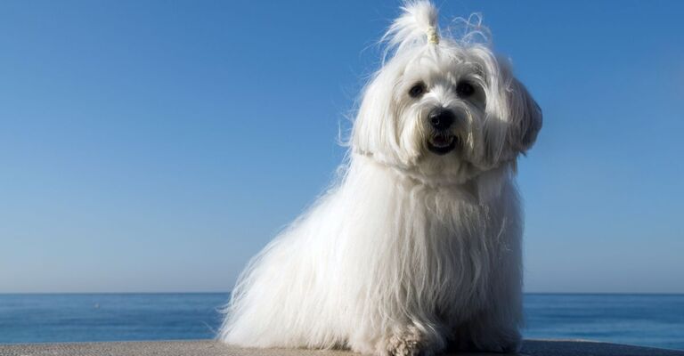 cane di razza Coton de Tuléar 