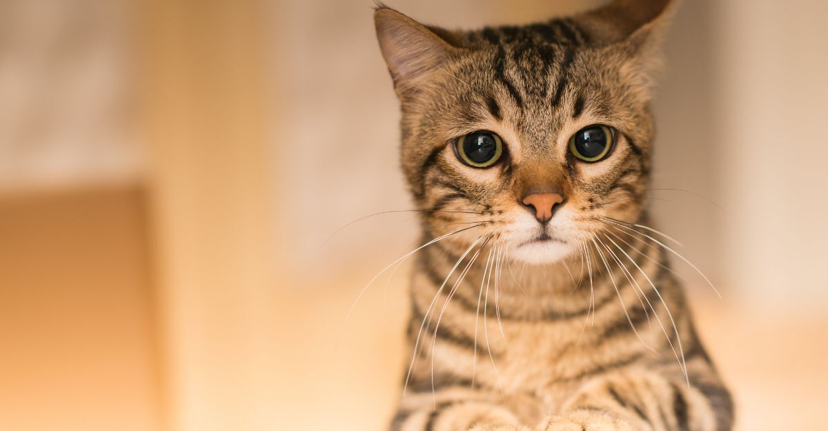 gatto con le pupille dilatate