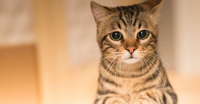 gatto con le pupille dilatate