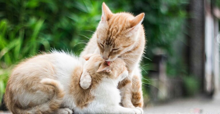 un gatto che bacia un altro