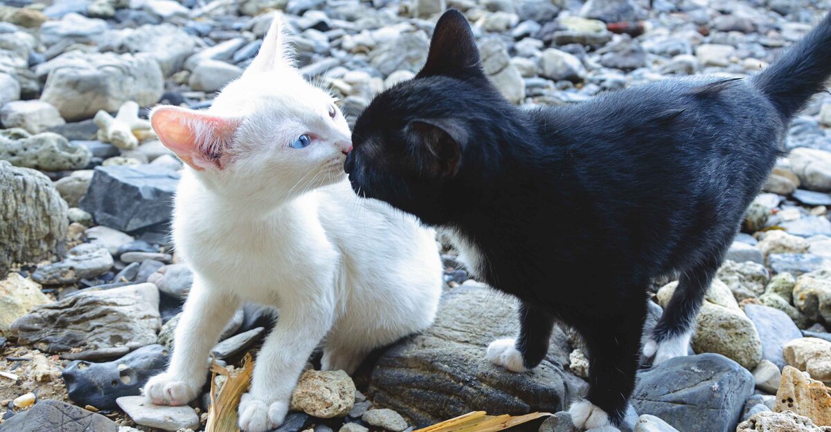 Due gatti si baciano