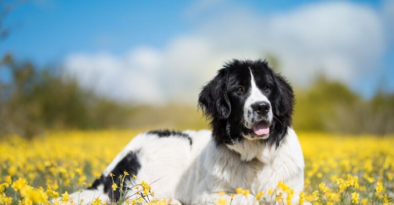 Cane Landseer