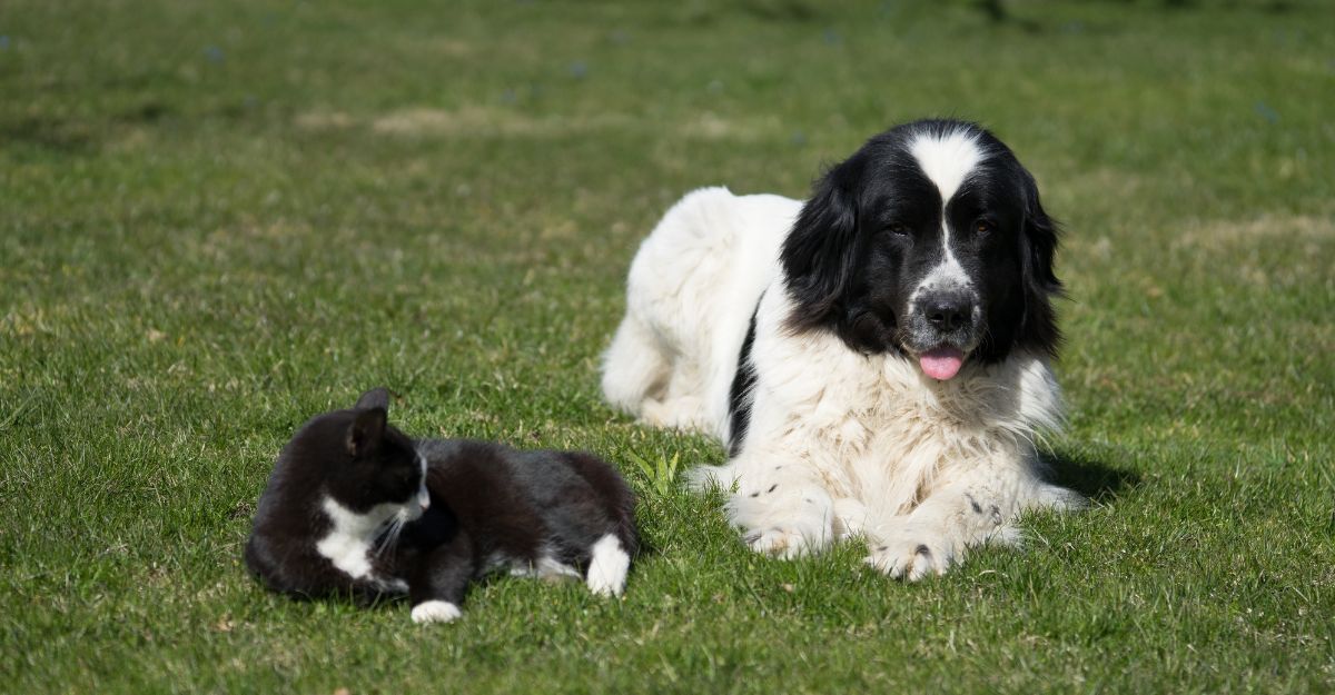 Cane Landseer con gatto