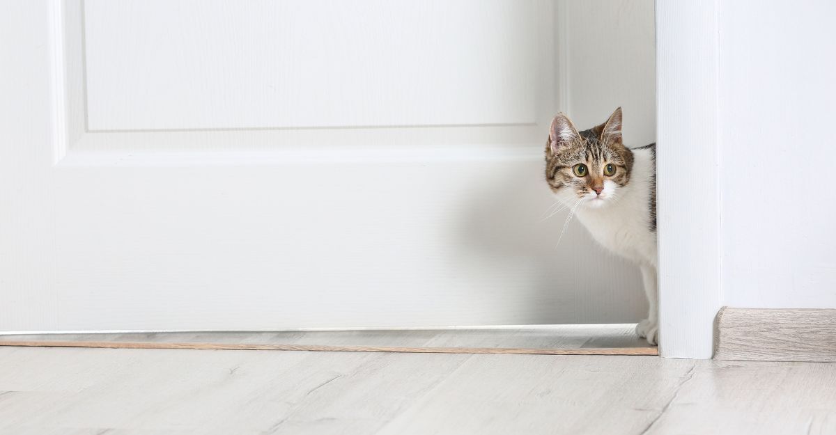 gatto-guarda-fuori-dalla-porta