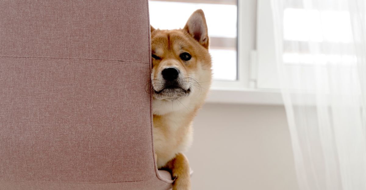 cane seduto sulla poltrona