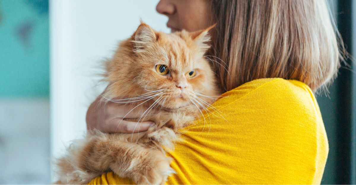 Gatto in braccio alla padrona