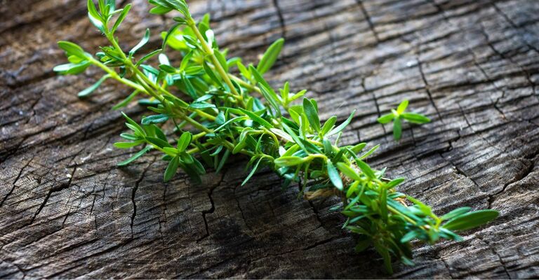 pianta di santoreggia