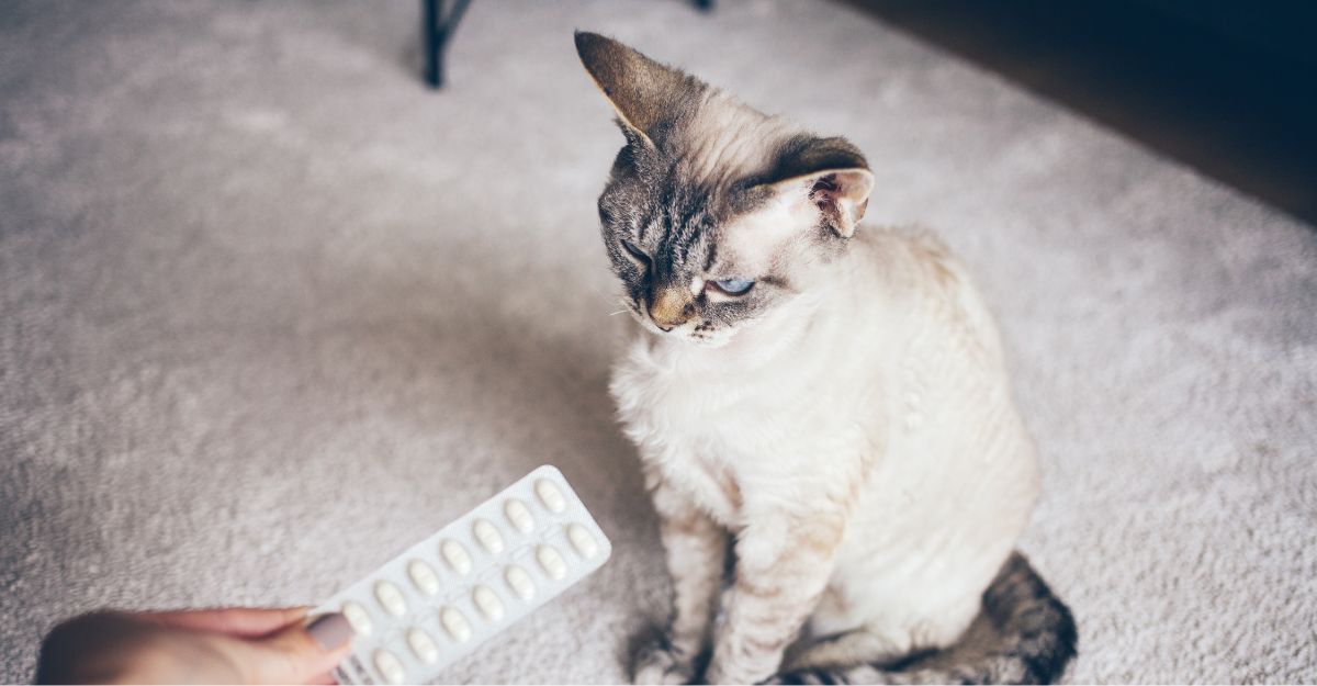 Gatto e blister di medicinali