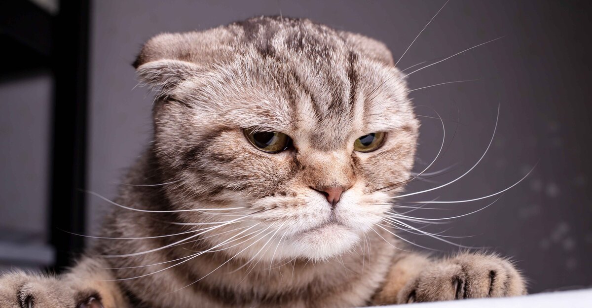Un gatto arrabbiato