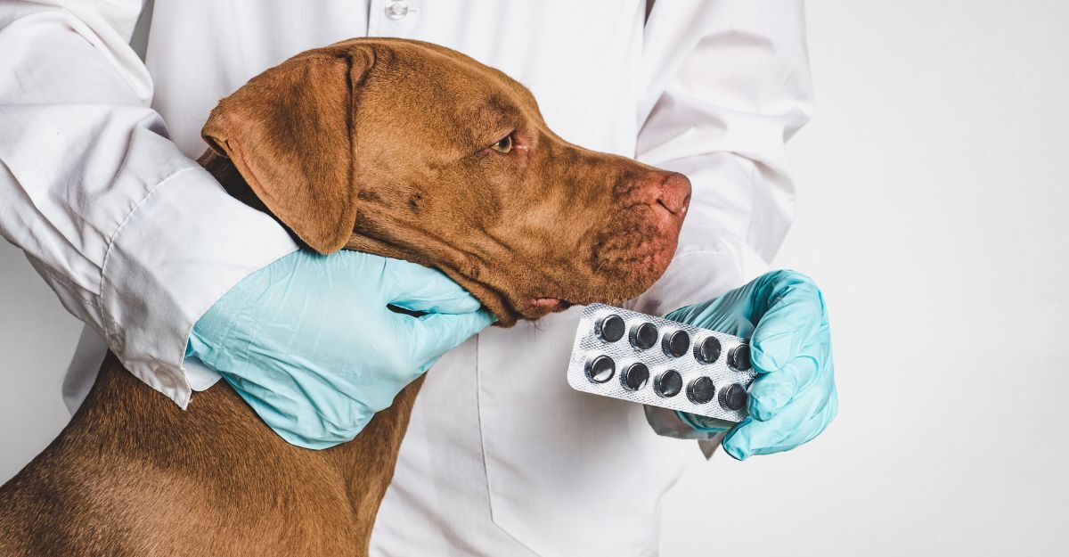Cane e veterinario con blister di medicinale in mano
