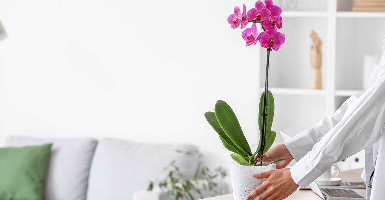 Una pianta di orchidea appoggiata su un tavolo