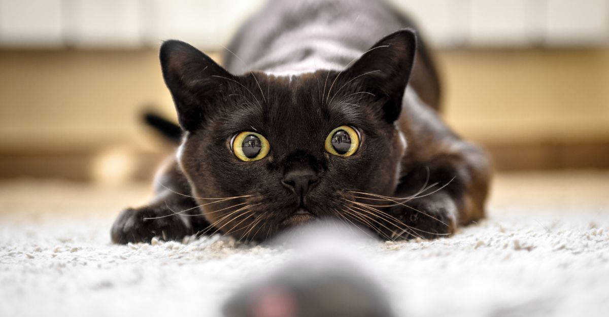 gatto nero gioca con un topolino di peluches