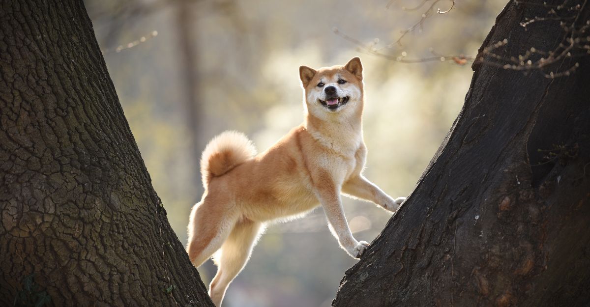 Shiba-Inu tra due alberi
