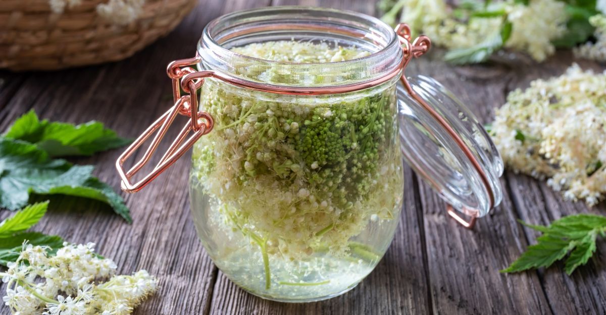 Pianta olmaria in un barattolo