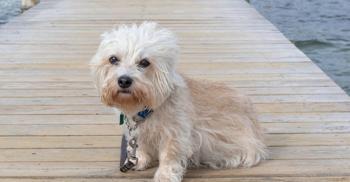 cane di razza Dandie Dinmont terrier