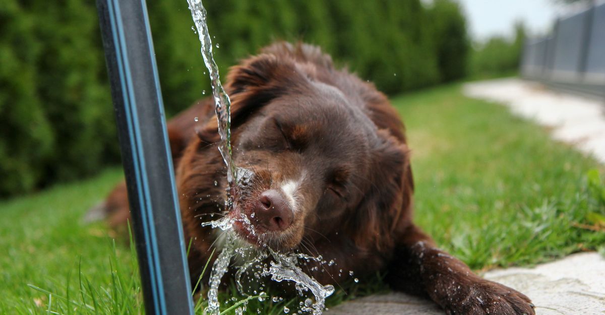 Cane che beve da una fontanella