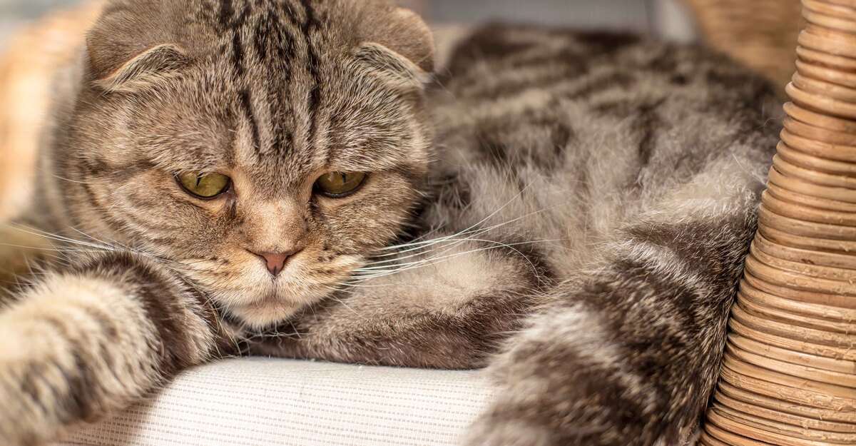Un gatto triste