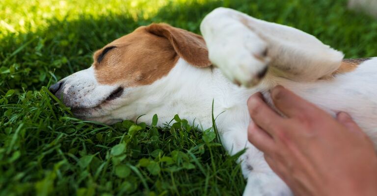 Cane viene coccolato su un prato