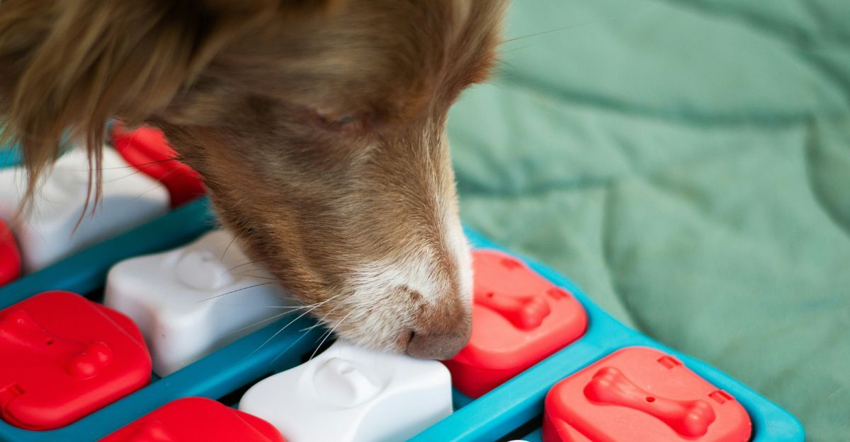 Cane annusa gioco interattivo