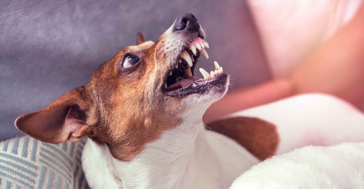 Un cane arrabbiato mostra i denti