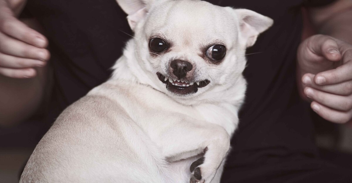 Un cane arrabbiato mostra i denti