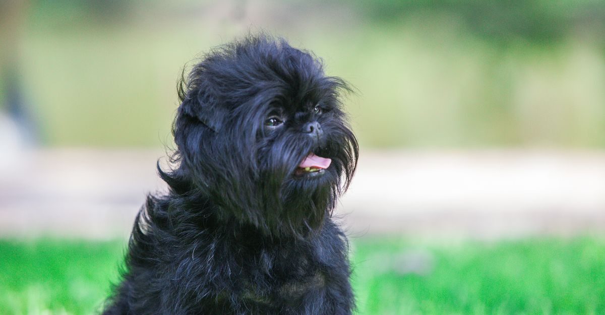 Affenpinscher