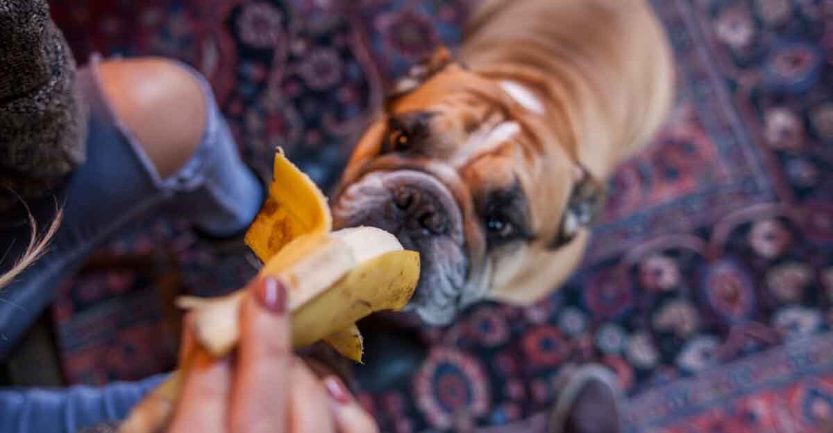 un cane che mangia la banana