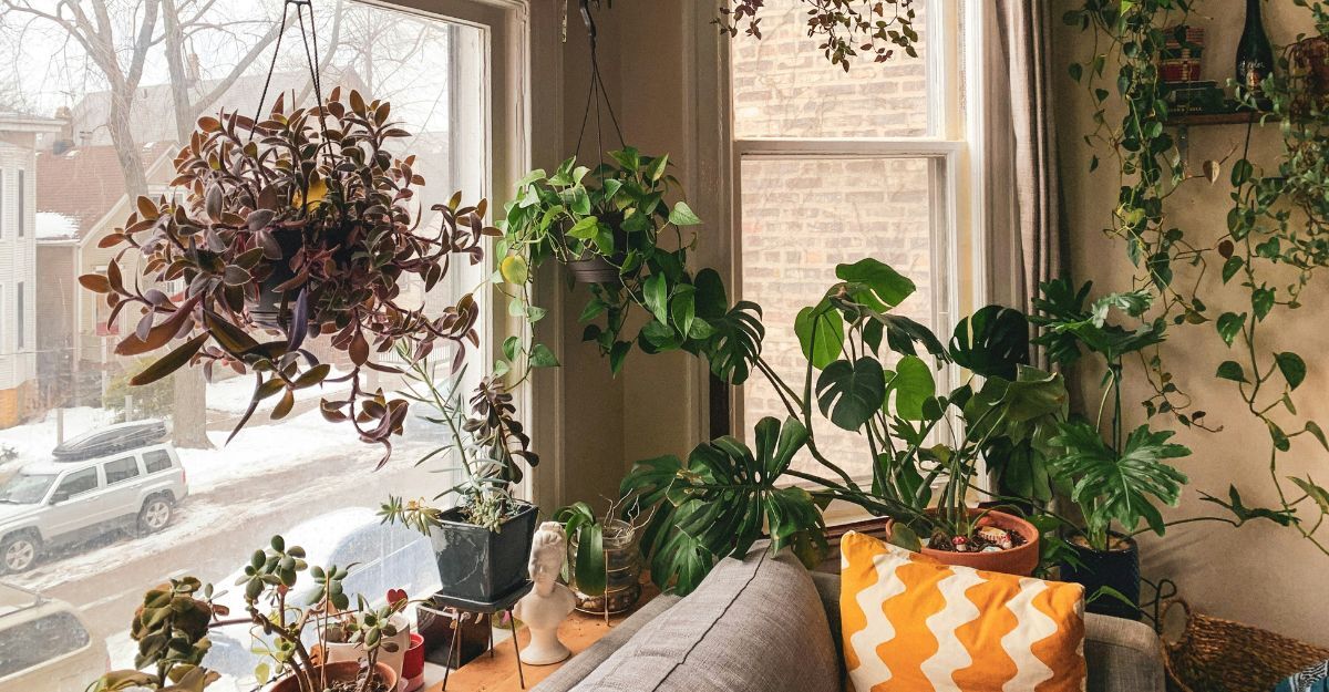 Piante all'interno di un appartamento