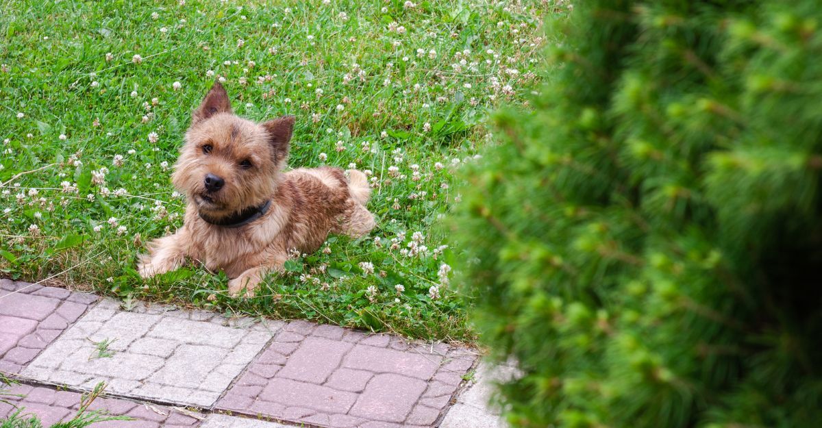 Norwich Terrier su un prato