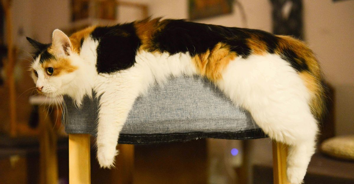 gatto sulla poltrona