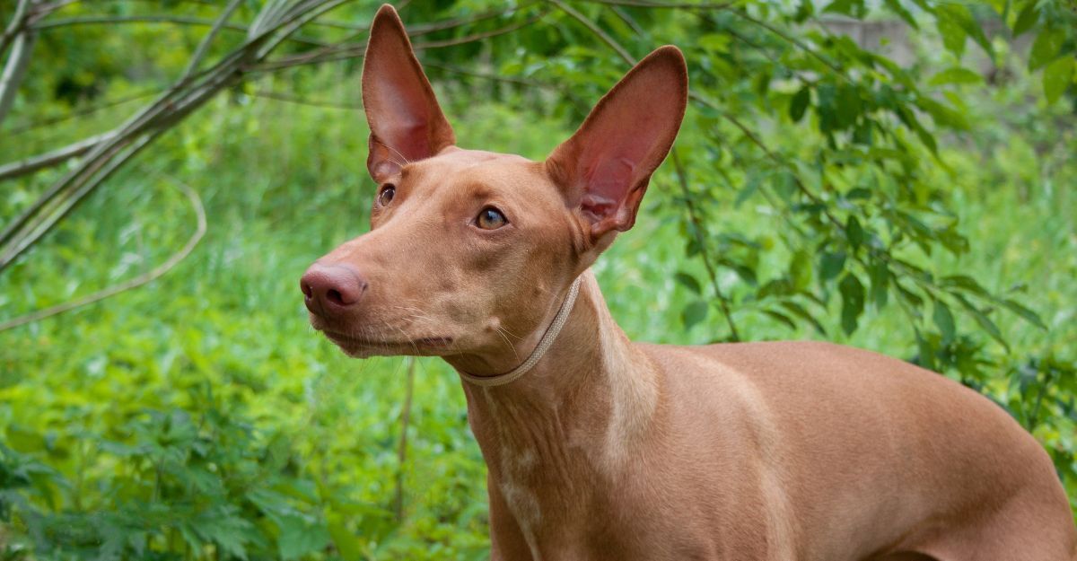 Esemplare di cane egiziano