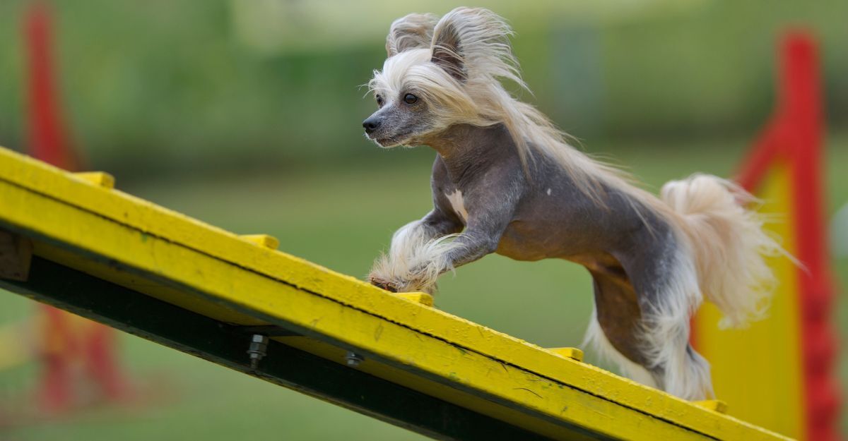 Cane crestato cinese che gioca
