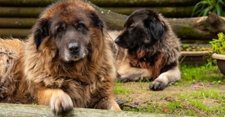 Due cani della Serra da Estrela