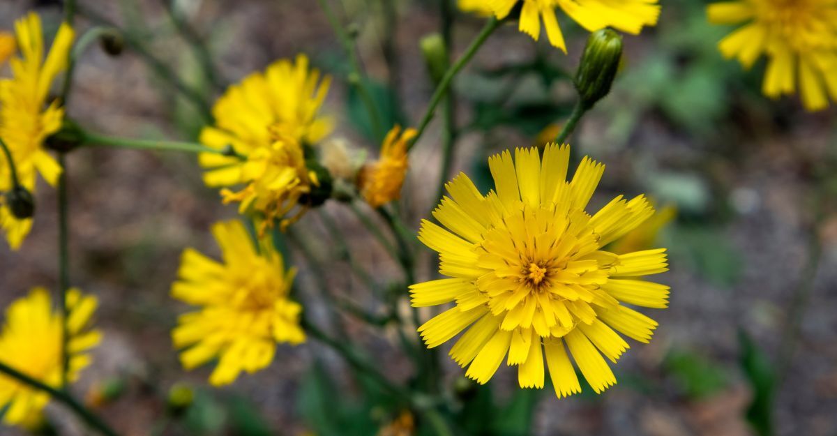 Fiori di pilosella in primo piano