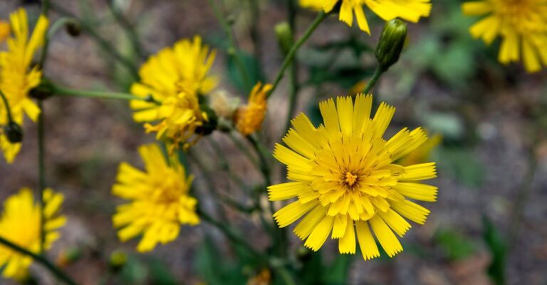 Fiori di pilosella in primo piano