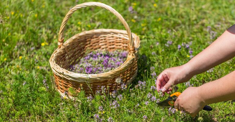 Mani raccolgono erbe spontanee in un campo per metterle in un cestino