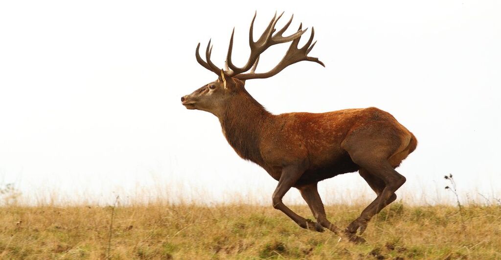 Un cervo nella natura