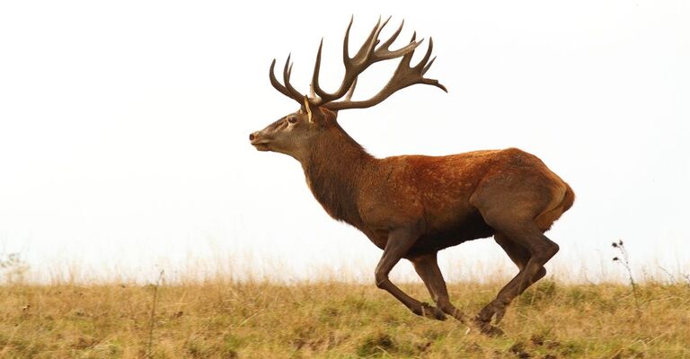 Un cervo nella natura