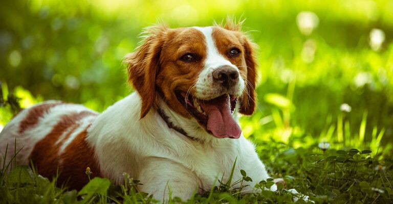 Épagneul Breton su un prato con lingua di fuori