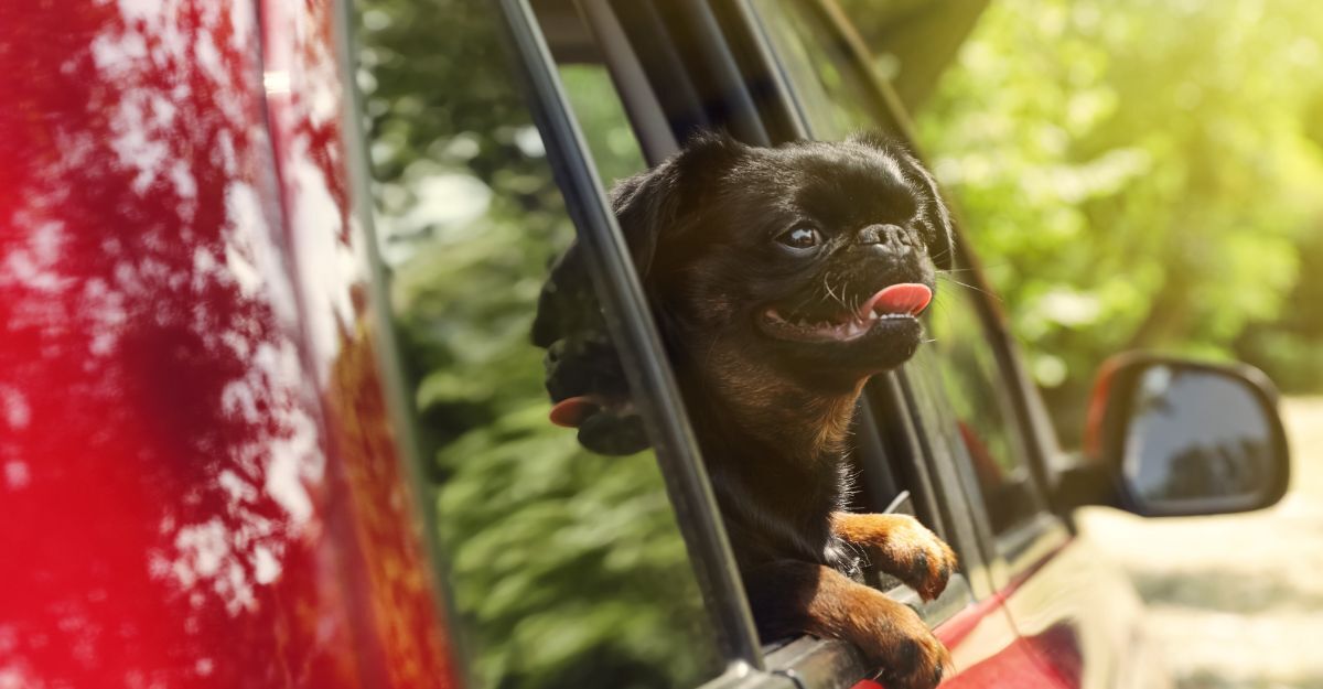Piccolo Brabantino si affaccia dal finestrino della macchina